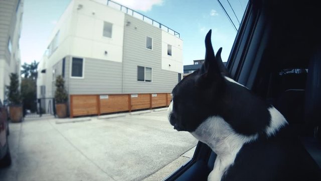 Boston Terrier Dog Looking Out Car Window