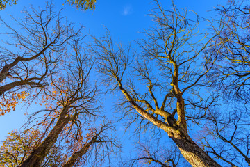 Autumn trees against the blue sky viewed from below