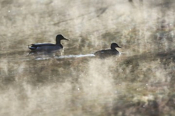 Ducks on a pond in a nature park in the early morning when it was misty.