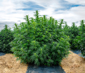 Large Cannabis Bush