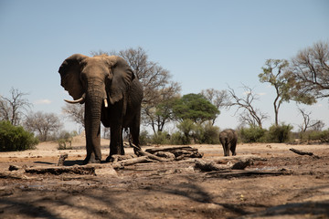 Fototapeta na wymiar Elefant mit Baby