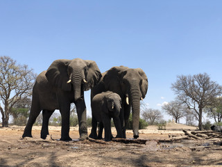 Fototapeta na wymiar Elefantenfamilie am Wasserloch