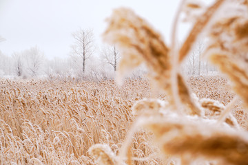 Field of reeds dusted with white snow.