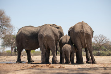 Fototapeta na wymiar Elephants from behind