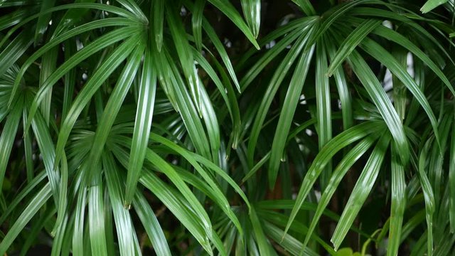 Blurred close up, bright juicy exotic tropical jungle leaves texture backdrop, copyspace. Lush foliage in garden. Abstract natural dark green vegetation background pattern, wild summer rain forest