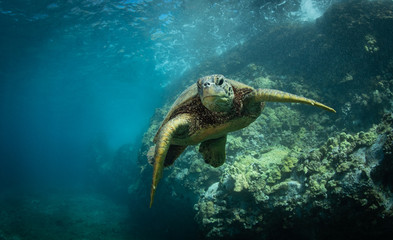Naklejka na ściany i meble Hawaiian Green Sea Turtle swims around in the coral reef and rocky shoreline