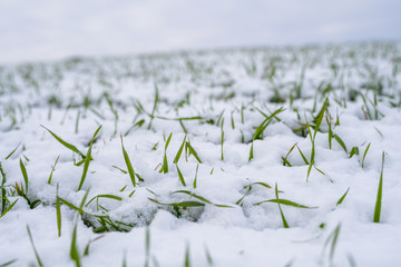 Wheat field covered with snow in winter season. Winter wheat. Green grass, lawn under the snow....