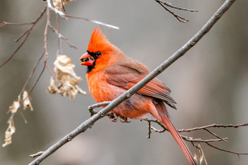 Cardinal