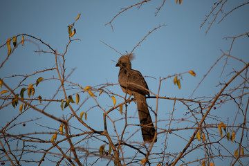 Vogel im Hwange NP