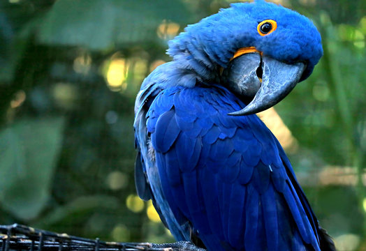 Adorable pose of vivid blue Hyacinth Macaw with blurry green forest in background - Powered by Adobe