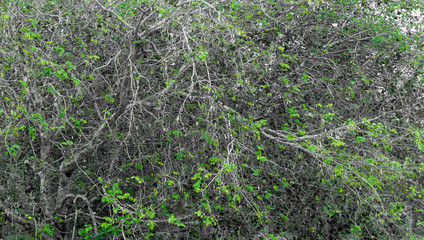 Green leaves in a tree along Masinagudi, Mudumalai National Park, Tamil Nadu - Karnataka State border, India.