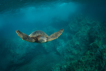 Obraz na płótnie Canvas Hawaiian Green Sea Turtle swims around in the coral reef and rocky shoreline