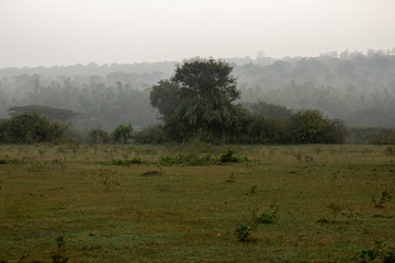 Fototapeta na wymiar Beautiful landscape view of a foggy morning in Masinagudi, Mudumalai National Park, Tamil Nadu - Karnataka State border, India.