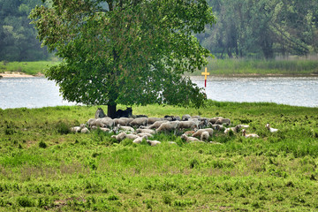A flock of sheep resting together with two donkeys under a single tree on the banks of the river...