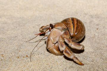 hermit crab on beach in snail shell, Farankaraina National Park rainforest, Madagascar wildlife and wilderness