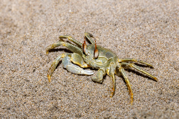 Crab on paradise sand beach in masoala after low tide, Farankaraina national park forest, Madagascar wildlife.