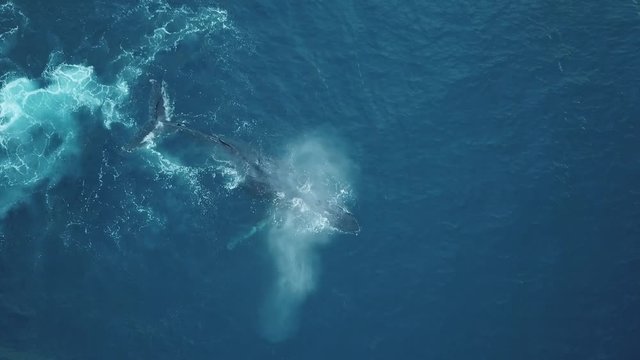 Humpback whales of Tonga, Splashing tail, Aerial Drone