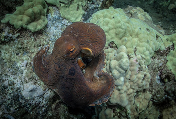 octopus on the reef in Hawaii