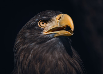 Sea Eagle Portrait