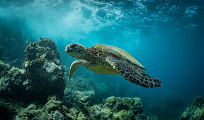 Hawaiian Green Sea Turtle swims around in the coral reef and rocky shoreline