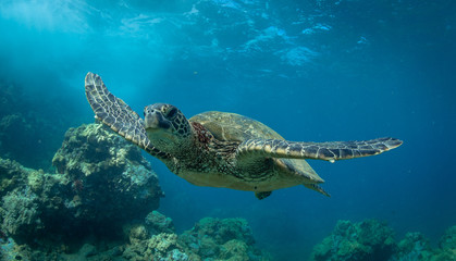 Obraz na płótnie Canvas Hawaiian Green Sea Turtle swims around in the coral reef and rocky shoreline