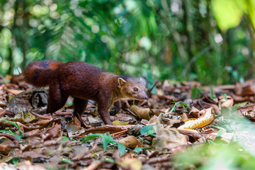 Ring-tailed mongoose,  Galidia elegans, carnivoran native to Madagascar. Farankaraina. Madagascar...