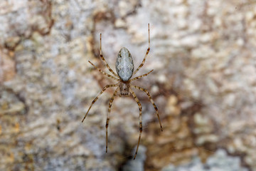 orb-weaver spider spider masked with background, Masoala National park, Toamasina province, Madagascar wildlife and wilderness