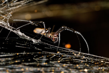 relative big spider Nephilengys livida, nephilid spider,  common in human dwellings. Masoala National park, Africa, Madagascar wildlife and wilderness