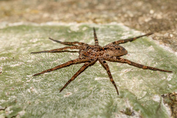 huntsman spider on tree trunk. Family Sparassidae, formerly Heteropodidae. Nosy Mangabe National park, Africa Madagascar wildlife and wilderness
