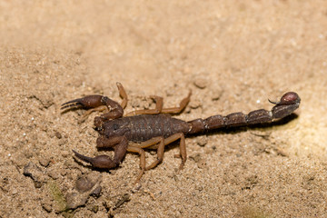 Scorpions on sandy ground, Masoala National park, Africa, Madagascar wildlife and wilderness
