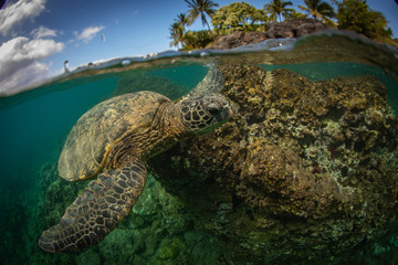 Hawaiian Green Sea Turtle swims around in the coral reef and rocky shoreline