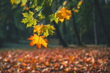 Ahornblatt im Herbst