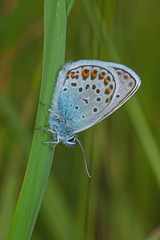 07.06.2019 DE, NRW, Stolberg, Schlangenberg Argus-Bläuling Plebejus argus (LINNAEUS, 1758)