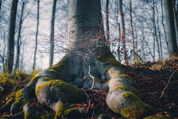 alte und junge Buche