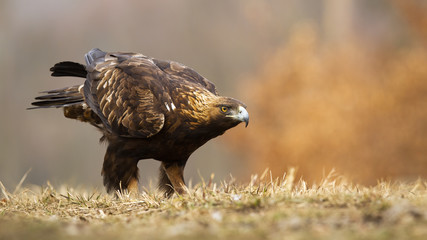 Golden eagle, aquila chrysaetos, sitting on a meadow with short grass in autumn with blurred orange...