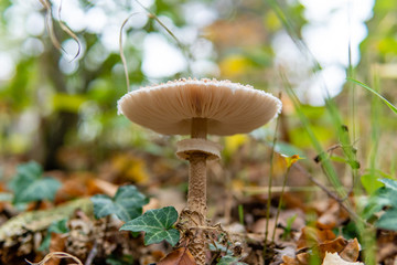 Pilz Lamelle