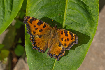 09.06.2019 DE, RLP, Mosel, Leiwen Großer Fuchs , Schreckstarre Nymphalis polychloros (LINNAEUS, 1758)