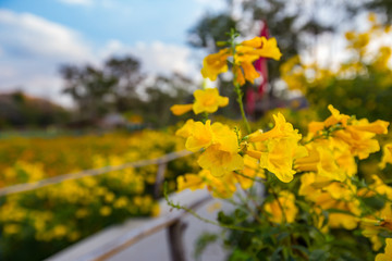 Jeju Island, South Korea, Flower, Oilseed Rape, Yellow