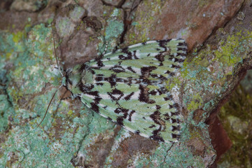 31.05.2019 DE, NRW, Remscheid, Naturschule Grund Seladoneule Moma alpium (OSBECK, 1778)