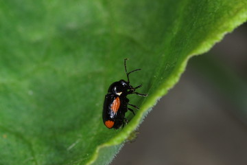 09.06.2019 DE, NRW, Leverkusen Querbindiger Fallkäfer Cryptocephalus moraei