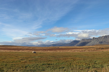 A sheep on a meadow in Iceland with mountains in the background