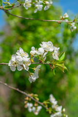 Springtime. White cherry blossoms. Spring flowers on nature blurred background.