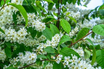 Springtime. White bird cherry blossoms. Spring flowers on nature blurred background.