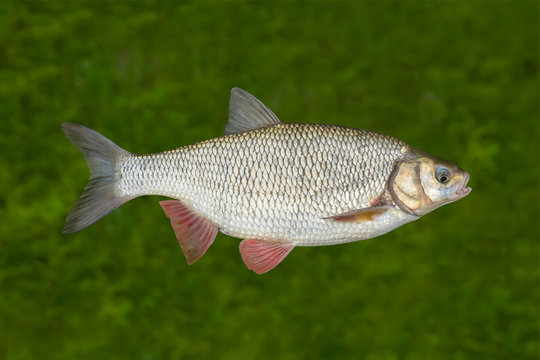 Ide fish isolated on natural underwater background