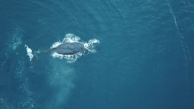 Humpback Whales Of Tonga, Splashing Tail, Aerial Drone