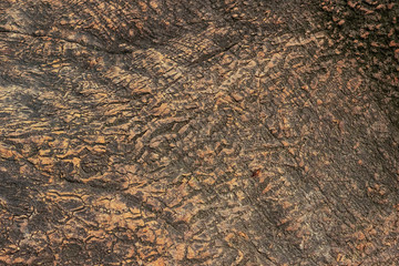 natural abstract background and texture of the bark of an old big tree