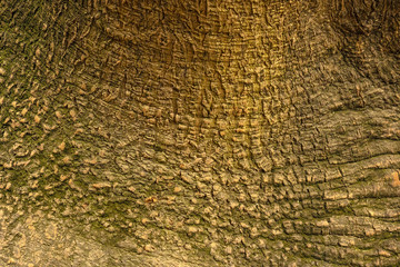 texture of the bark of an old big tree