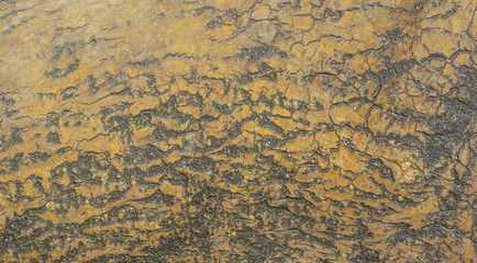 natural abstract background and texture of the bark of an old big tree