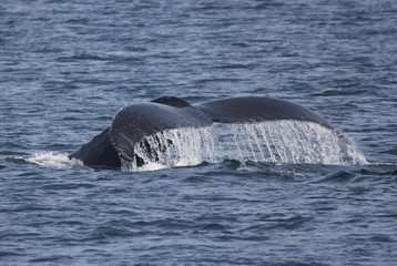 Humpback whale Tail