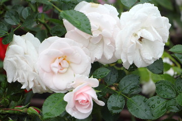 Obraz na płótnie Canvas Fresh white Roses on green leaves background, natural Garden flowers